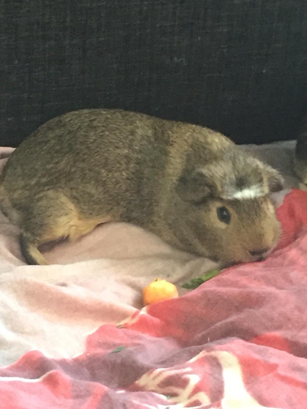 Marsvin Buster billede 8