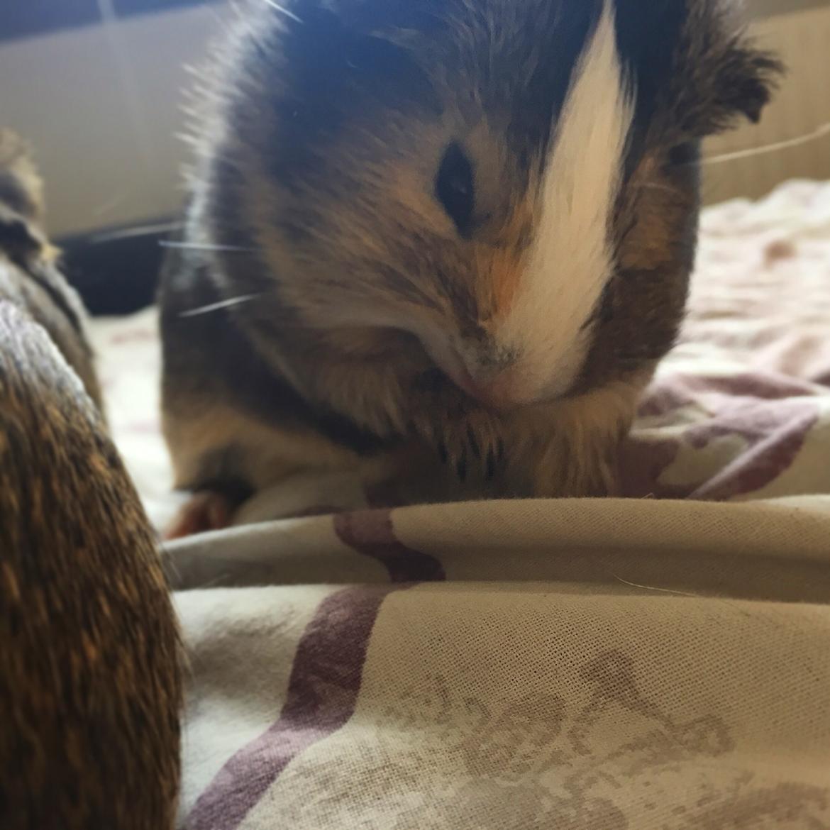 Marsvin Huggo billede 2