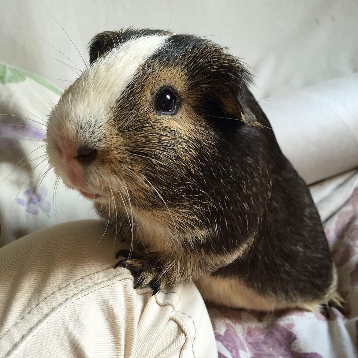 Marsvin Huggo billede 1