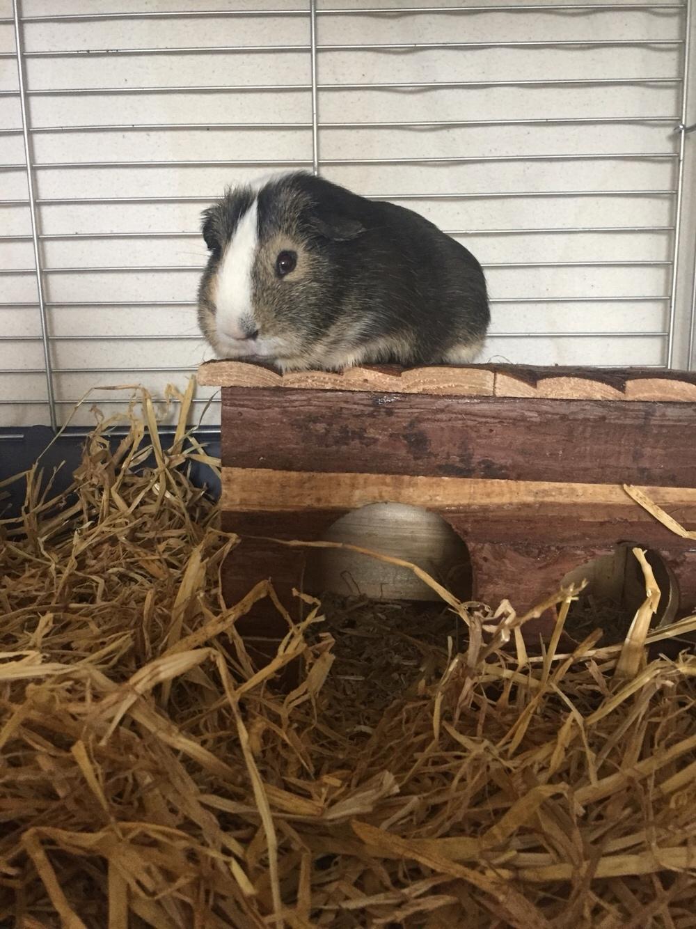 Marsvin Huggo billede 3