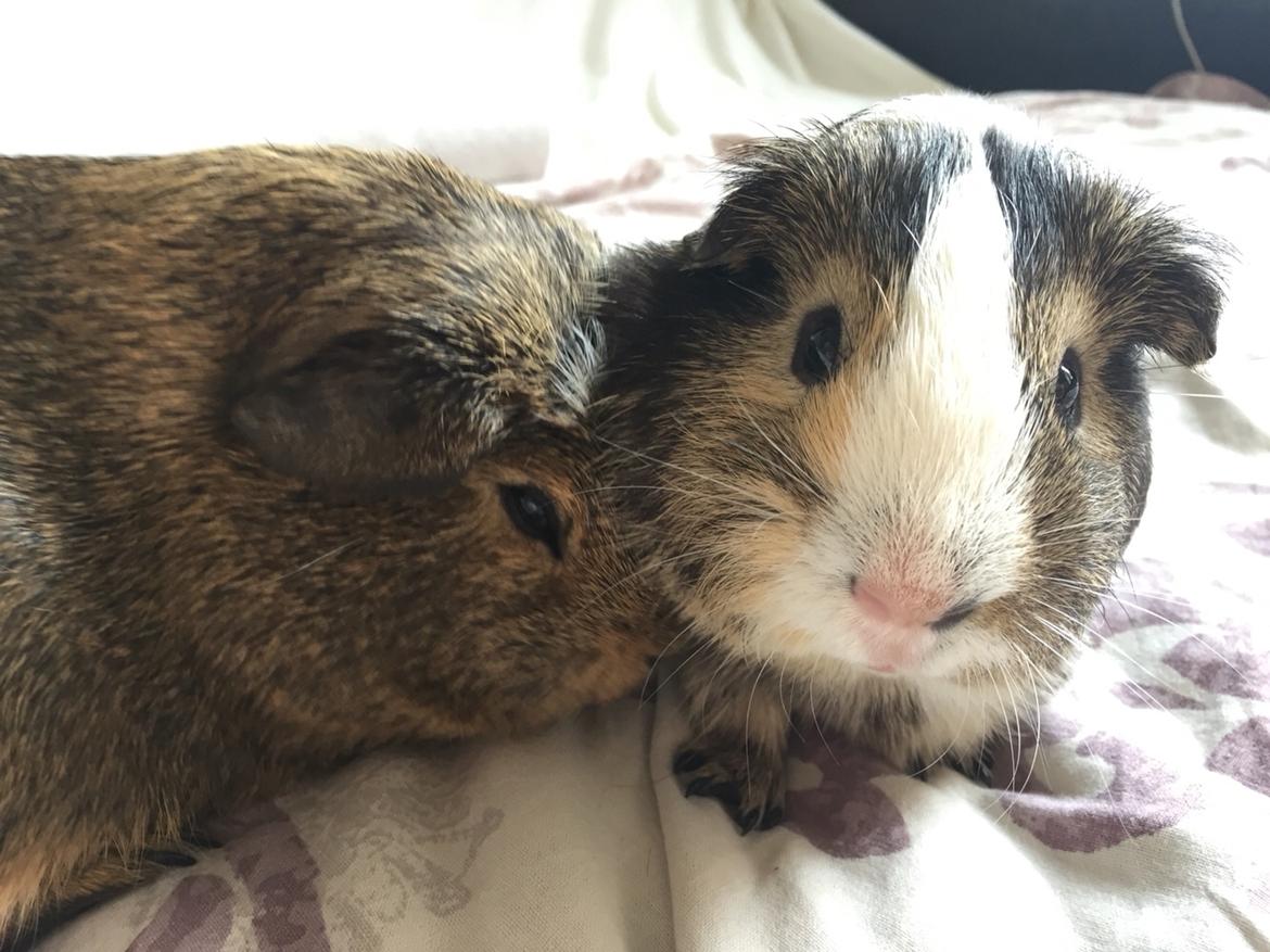 Marsvin Huggo billede 6