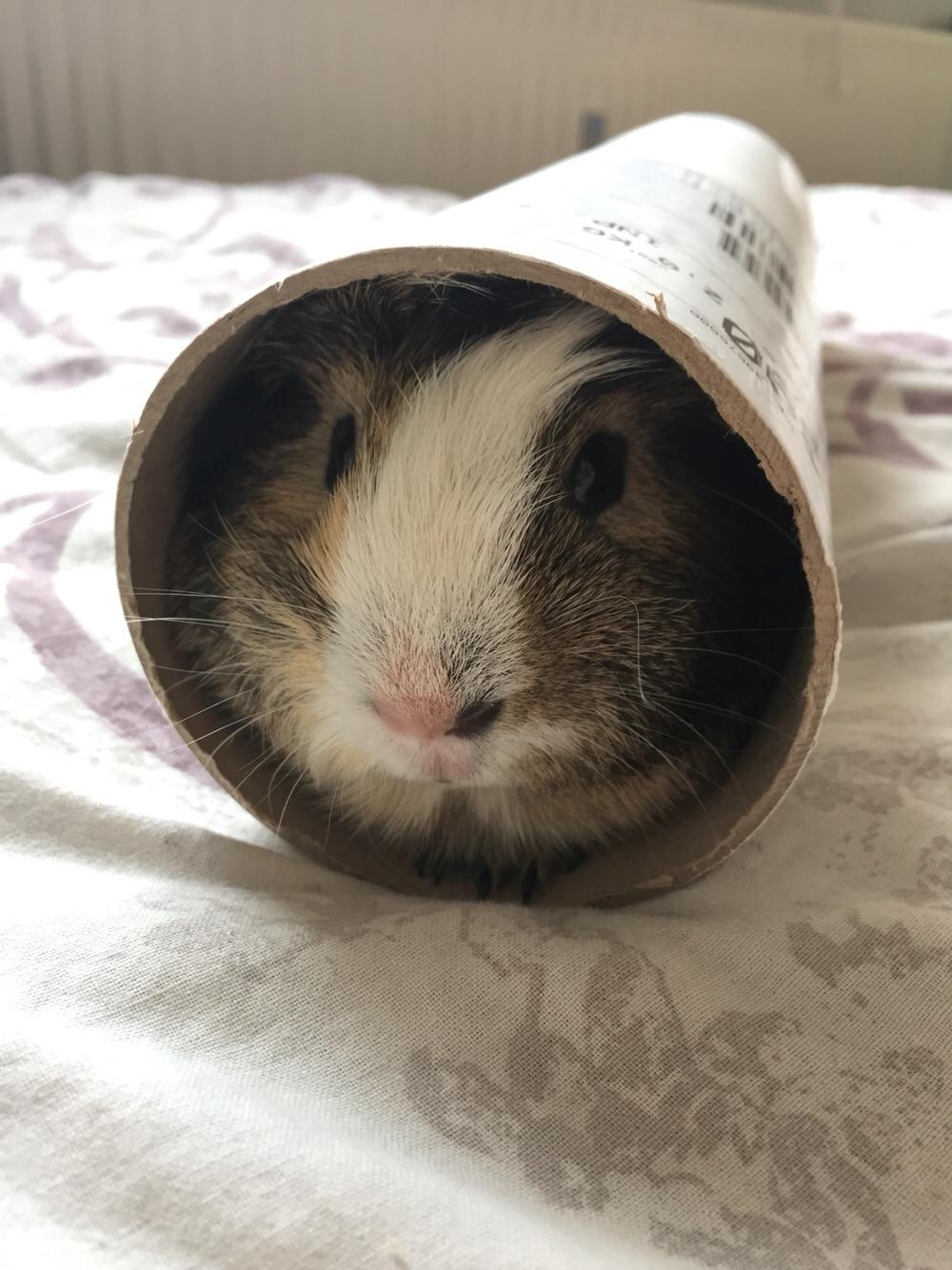 Marsvin Huggo billede 7