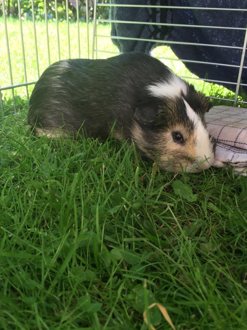 Marsvin Huggo billede 8