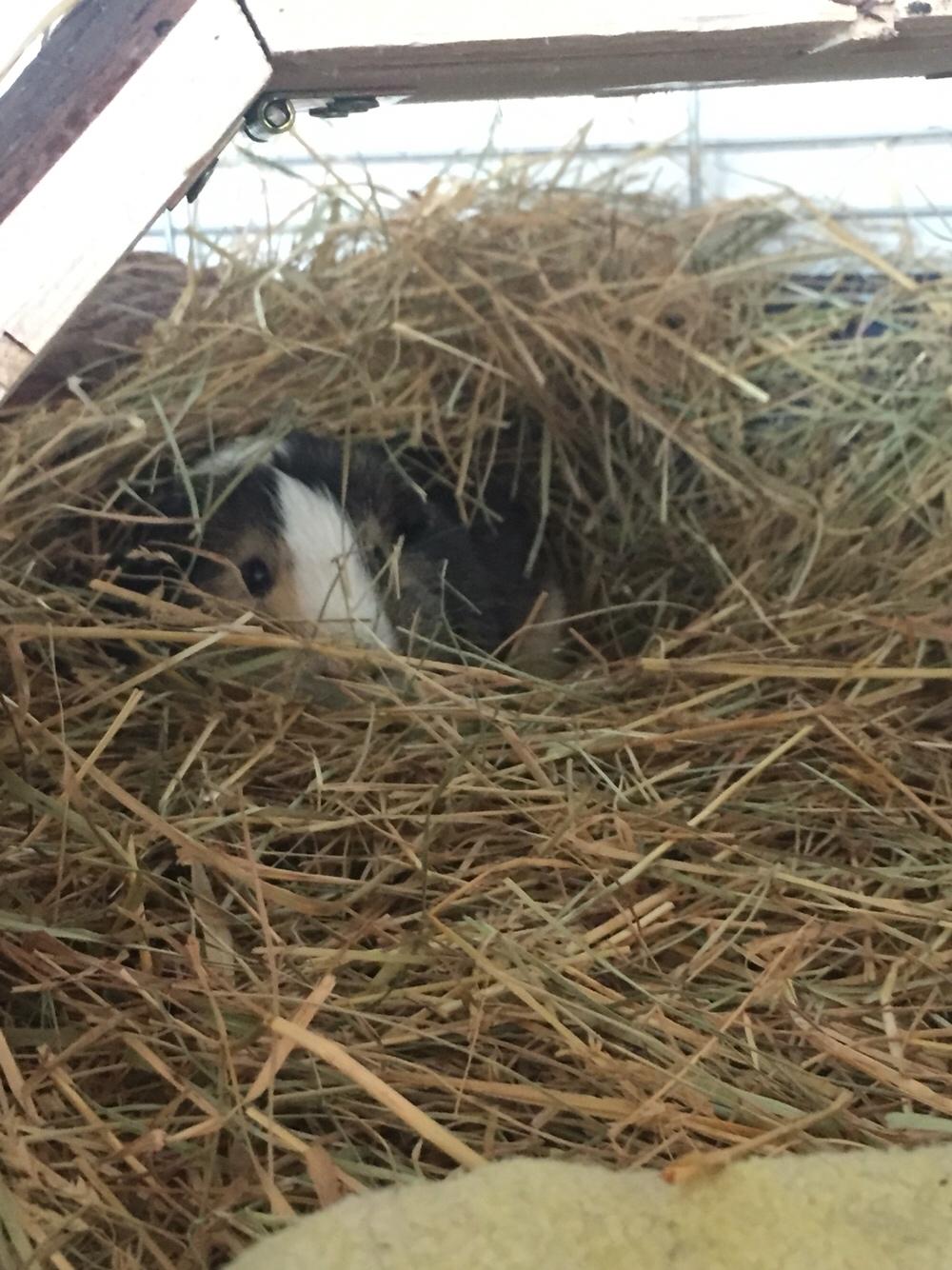 Marsvin Huggo billede 4