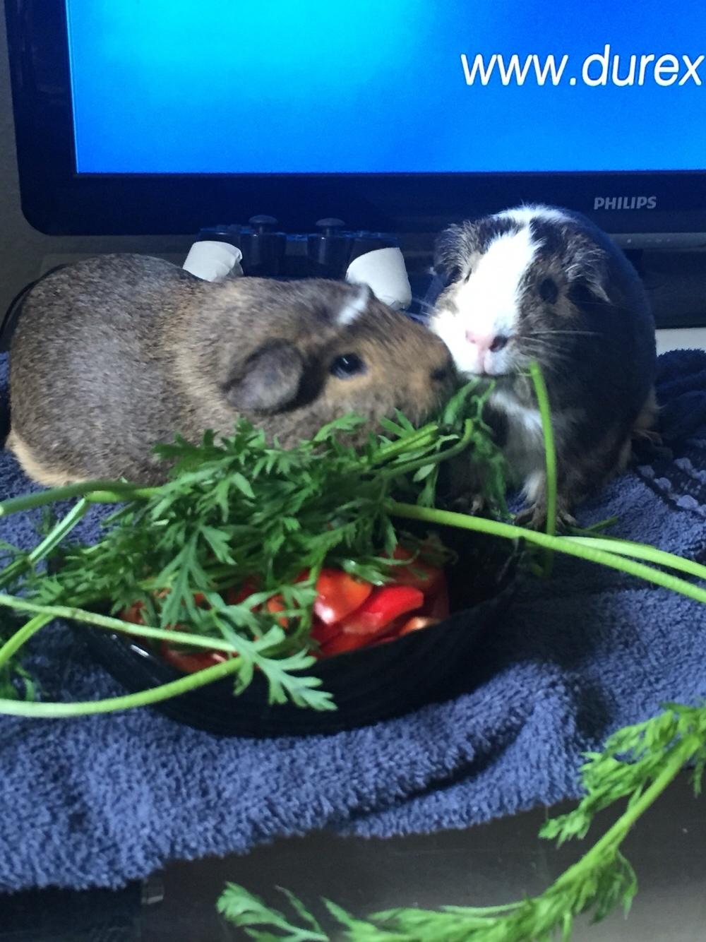 Marsvin Huggo billede 9