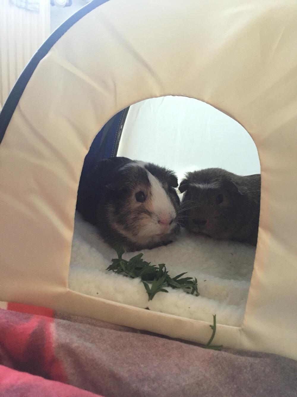 Marsvin Huggo billede 11