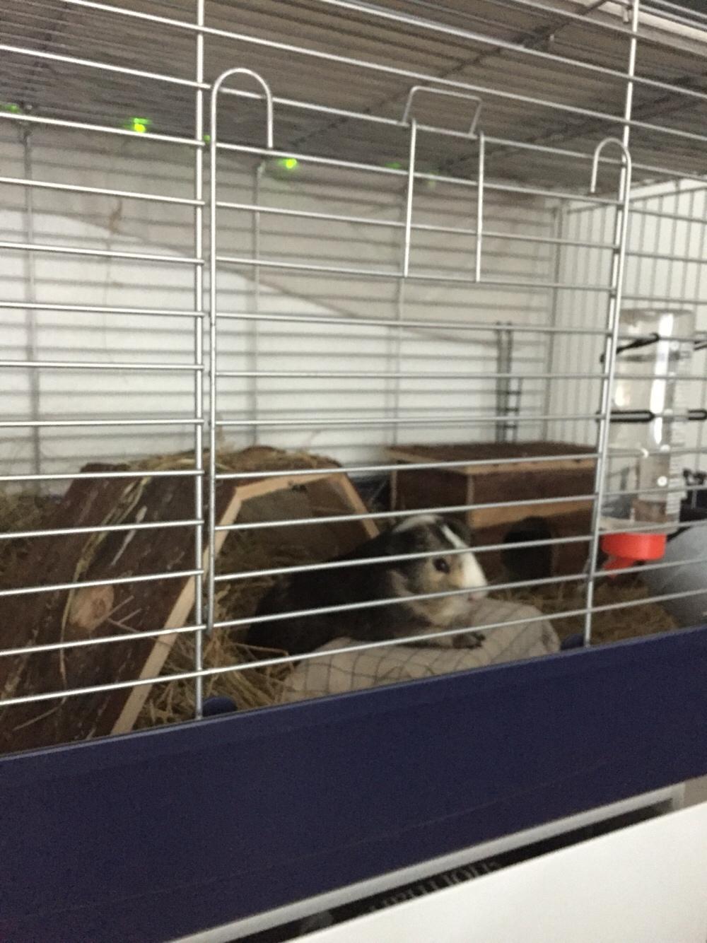 Marsvin Huggo billede 10