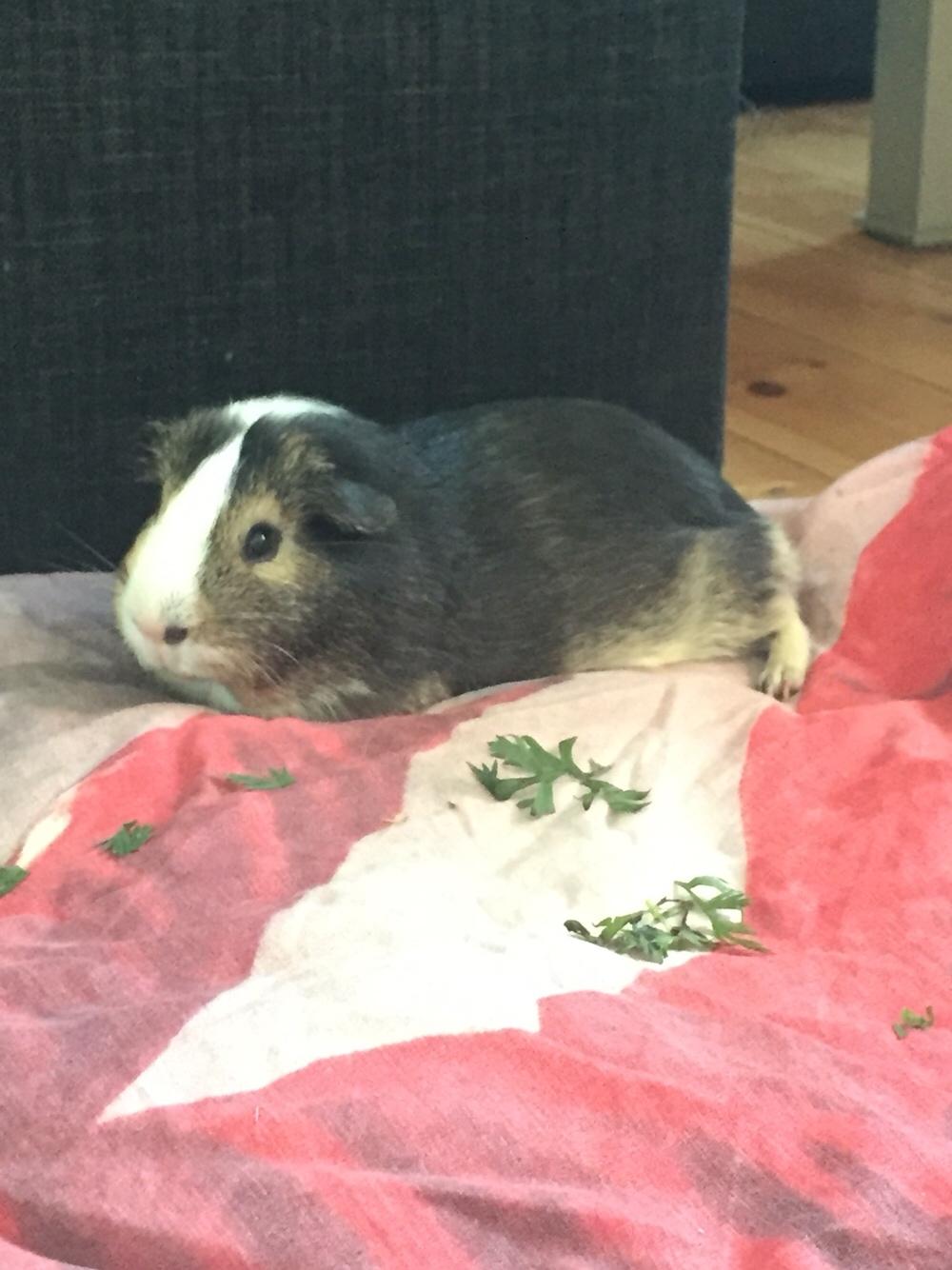 Marsvin Huggo billede 12