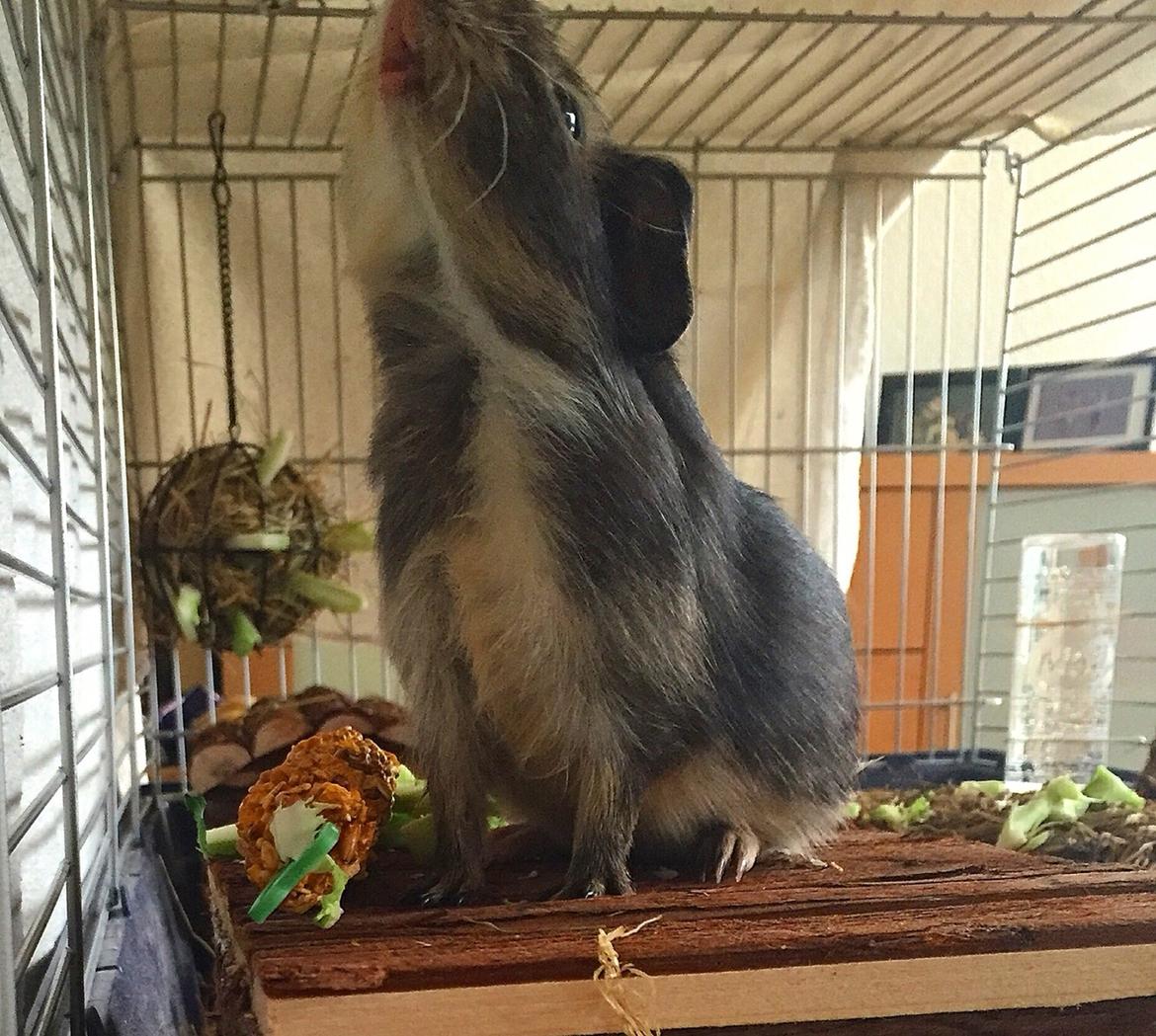 Marsvin Huggo billede 13