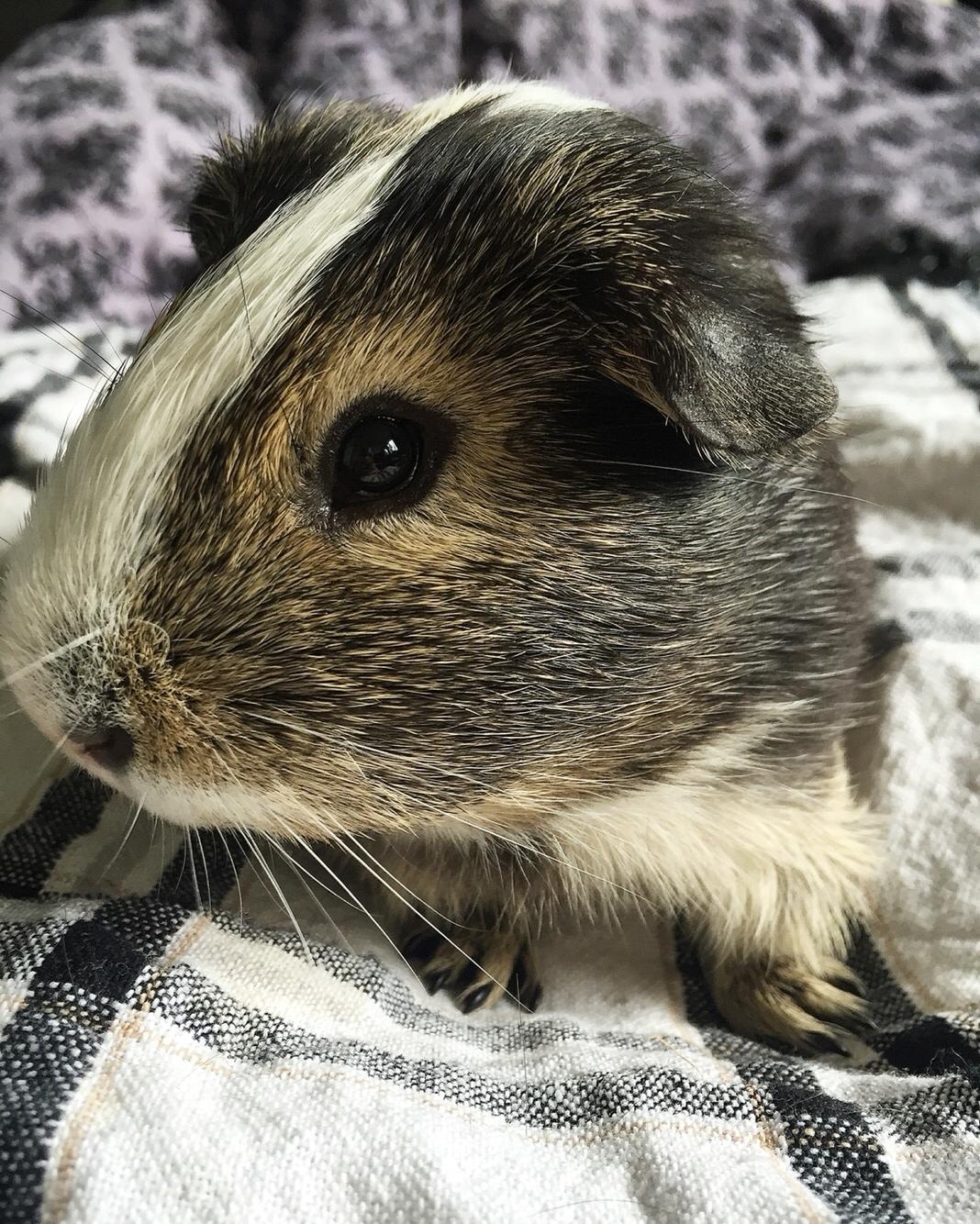 Marsvin Huggo billede 14