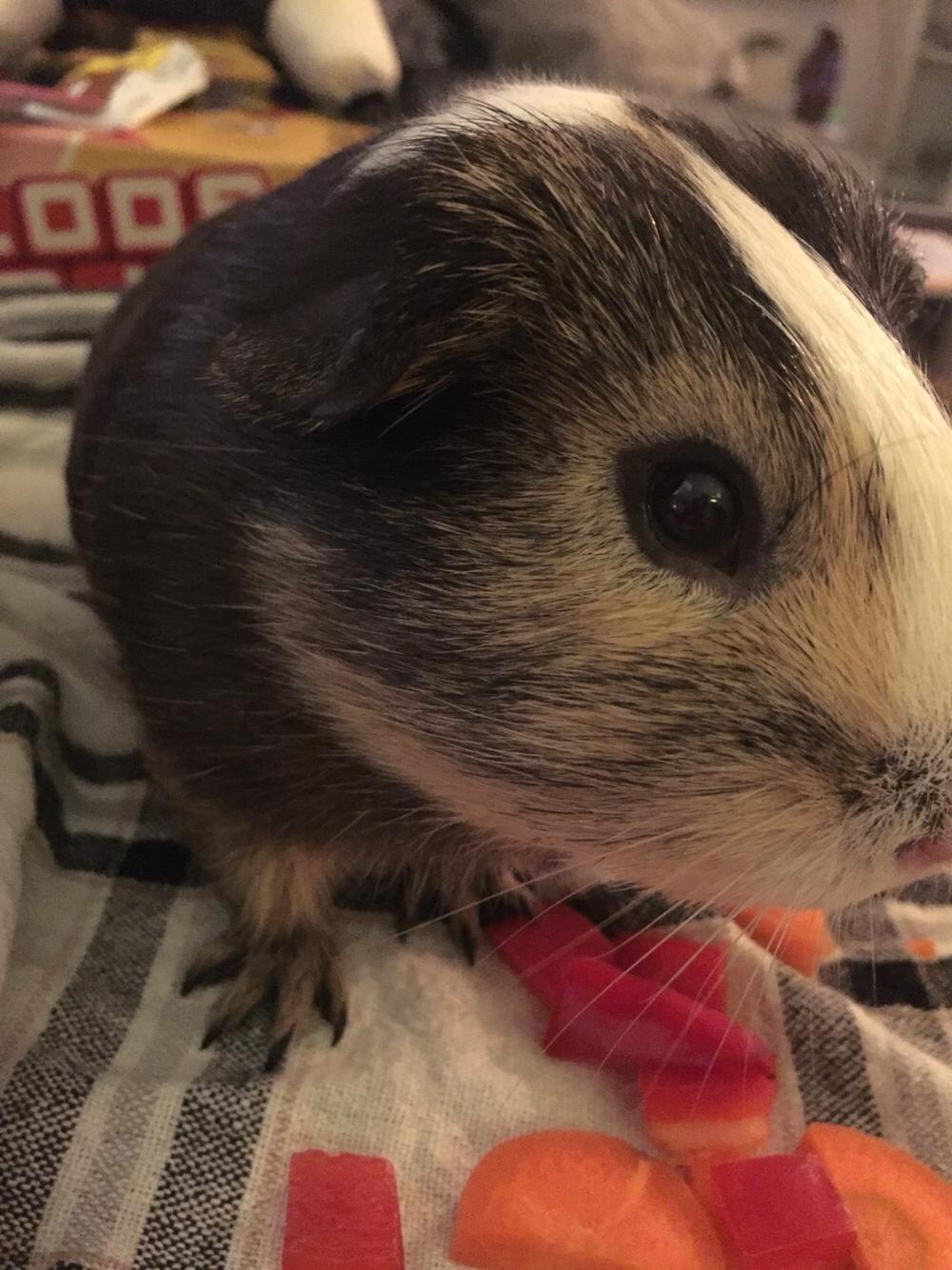 Marsvin Huggo billede 16