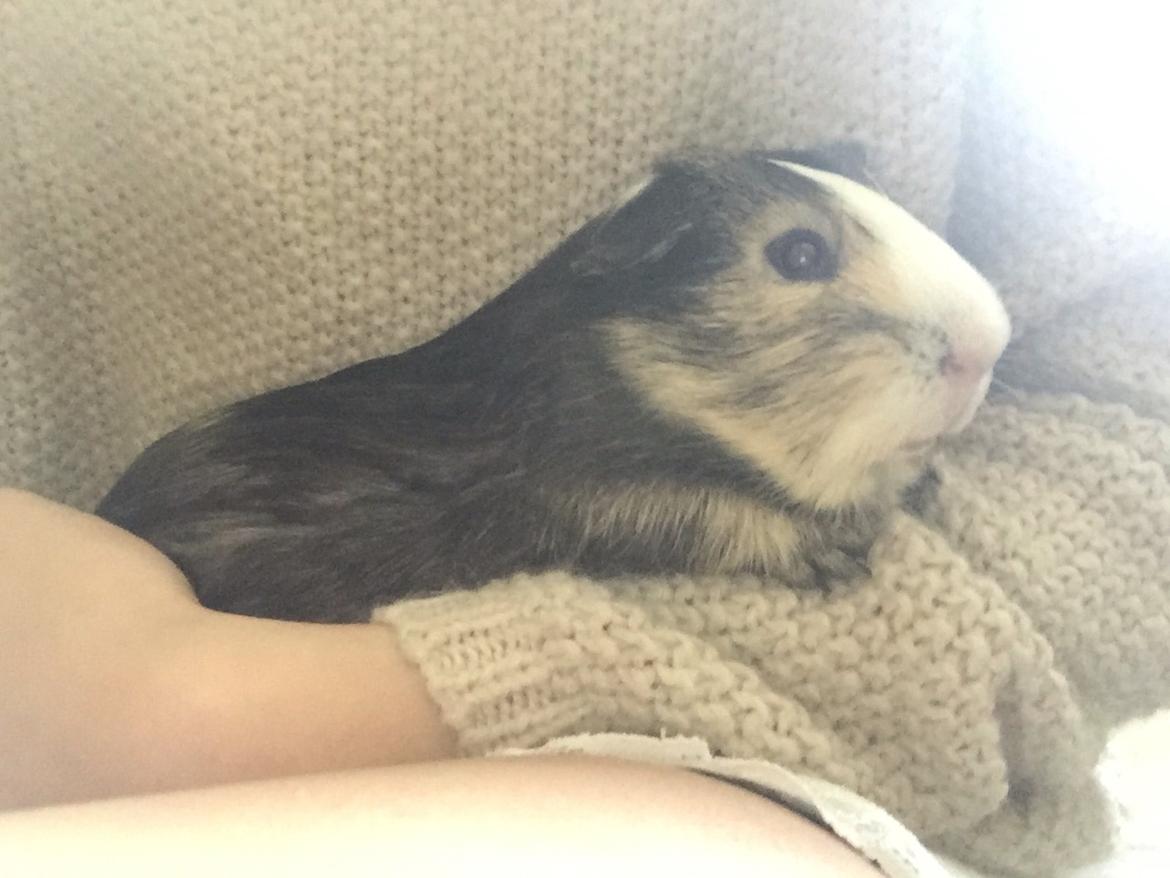 Marsvin Huggo billede 15