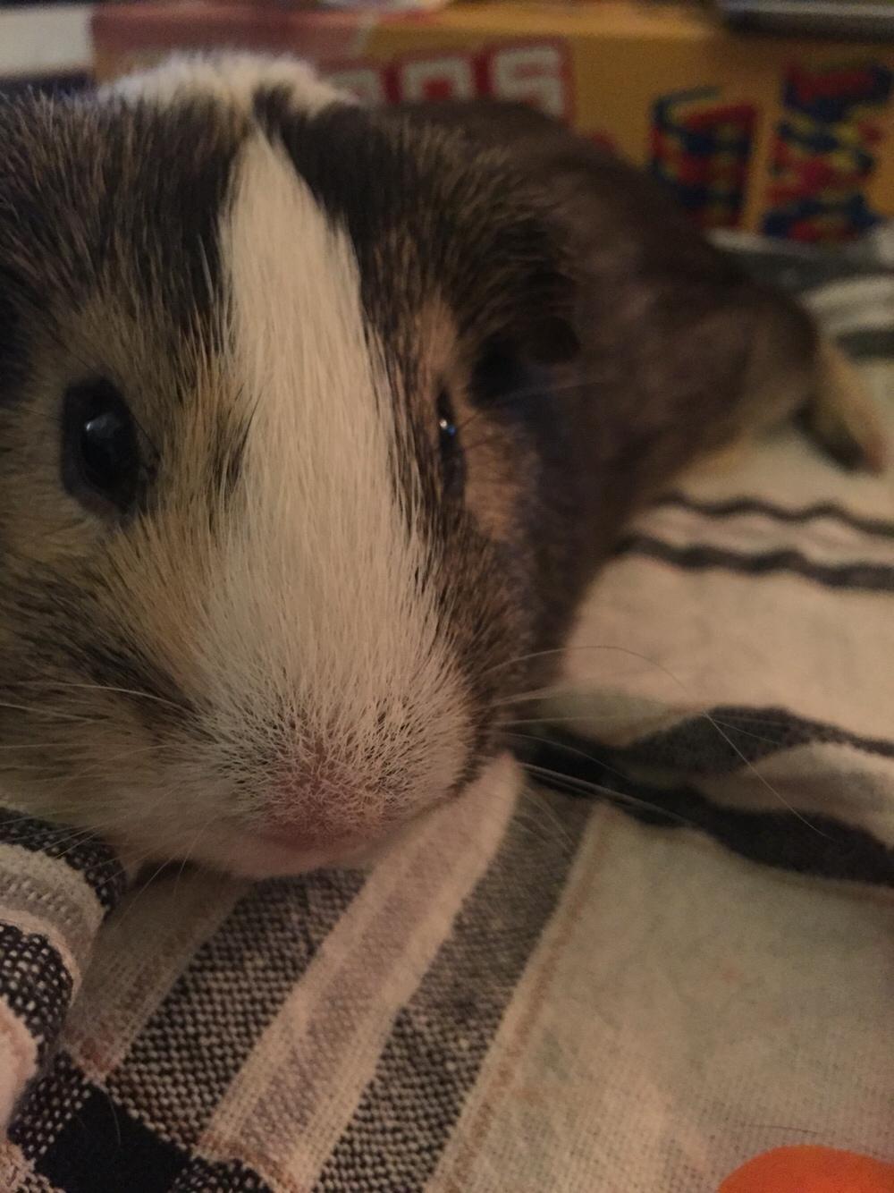 Marsvin Huggo billede 17