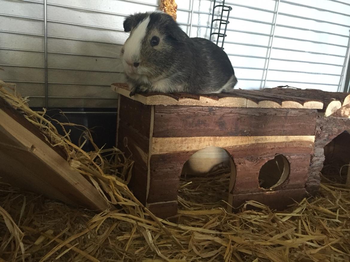 Marsvin Huggo billede 19