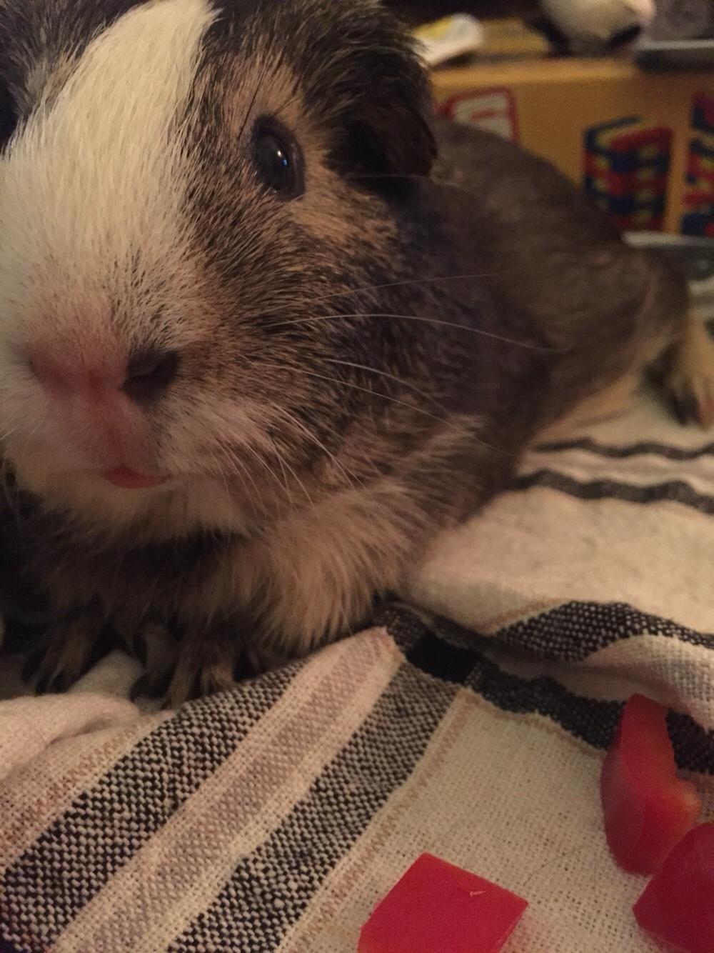 Marsvin Huggo billede 18