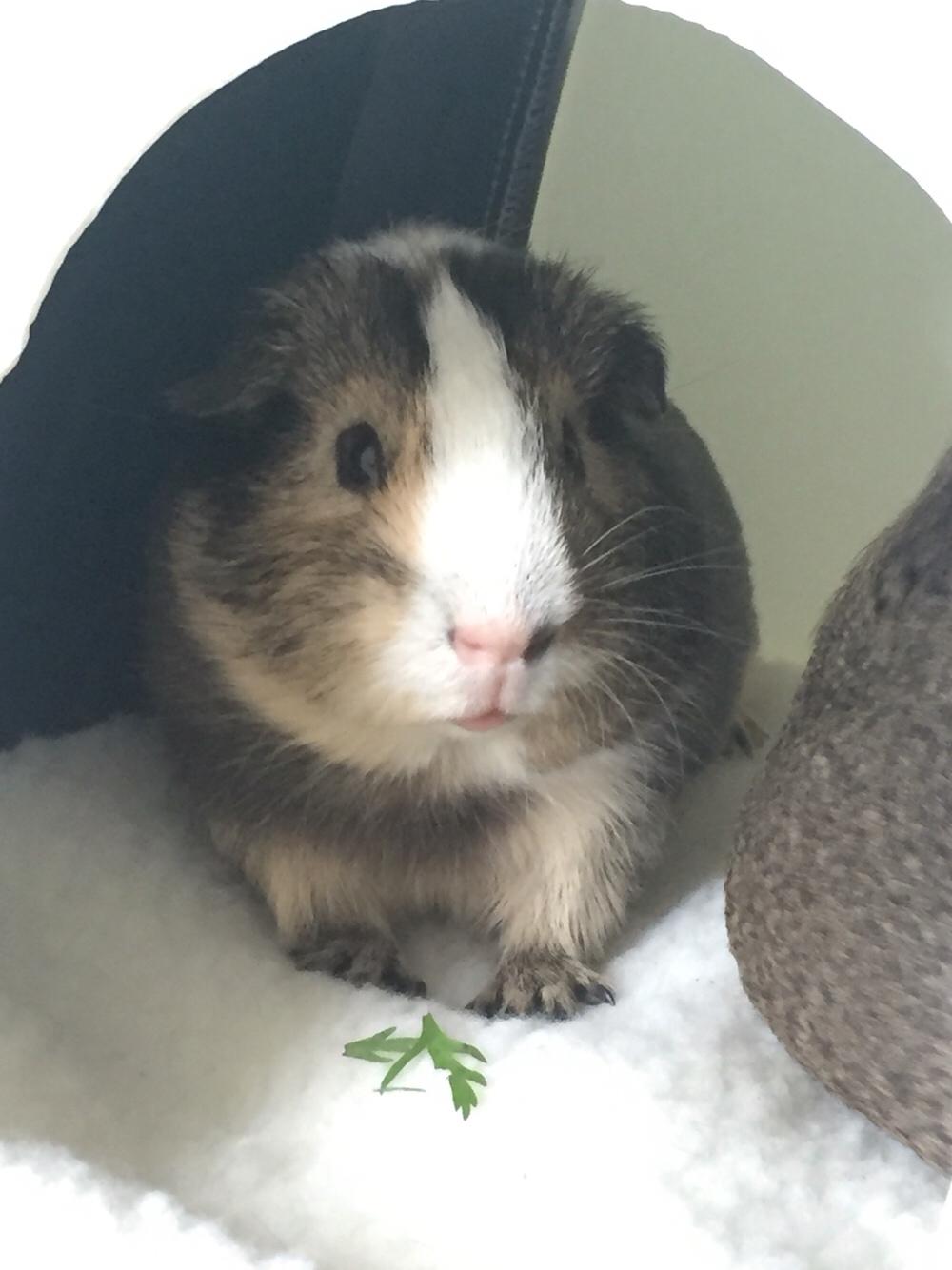 Marsvin Huggo billede 20