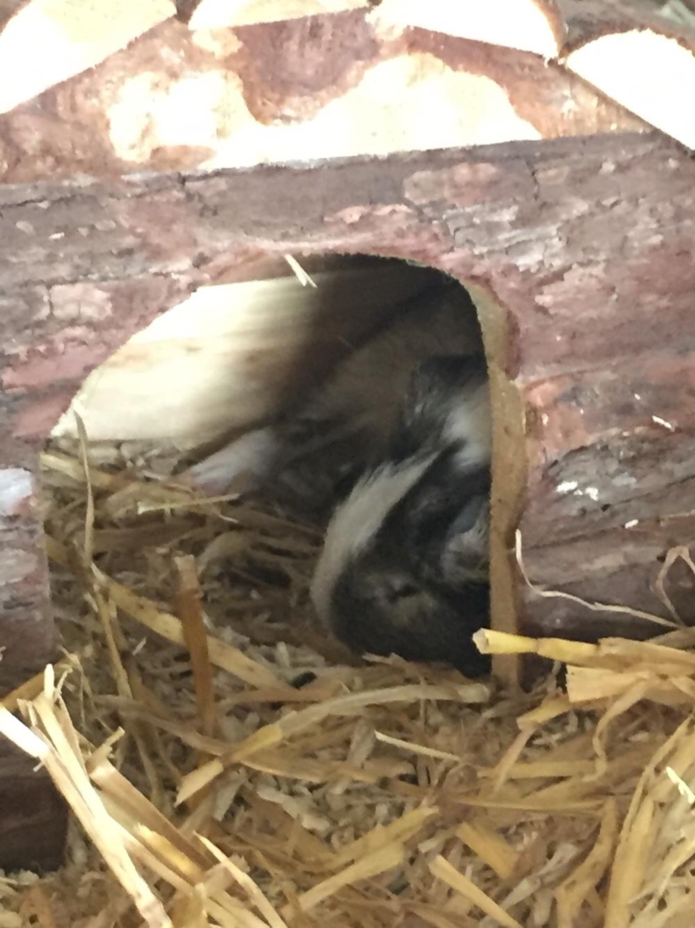 Marsvin Huggo billede 21