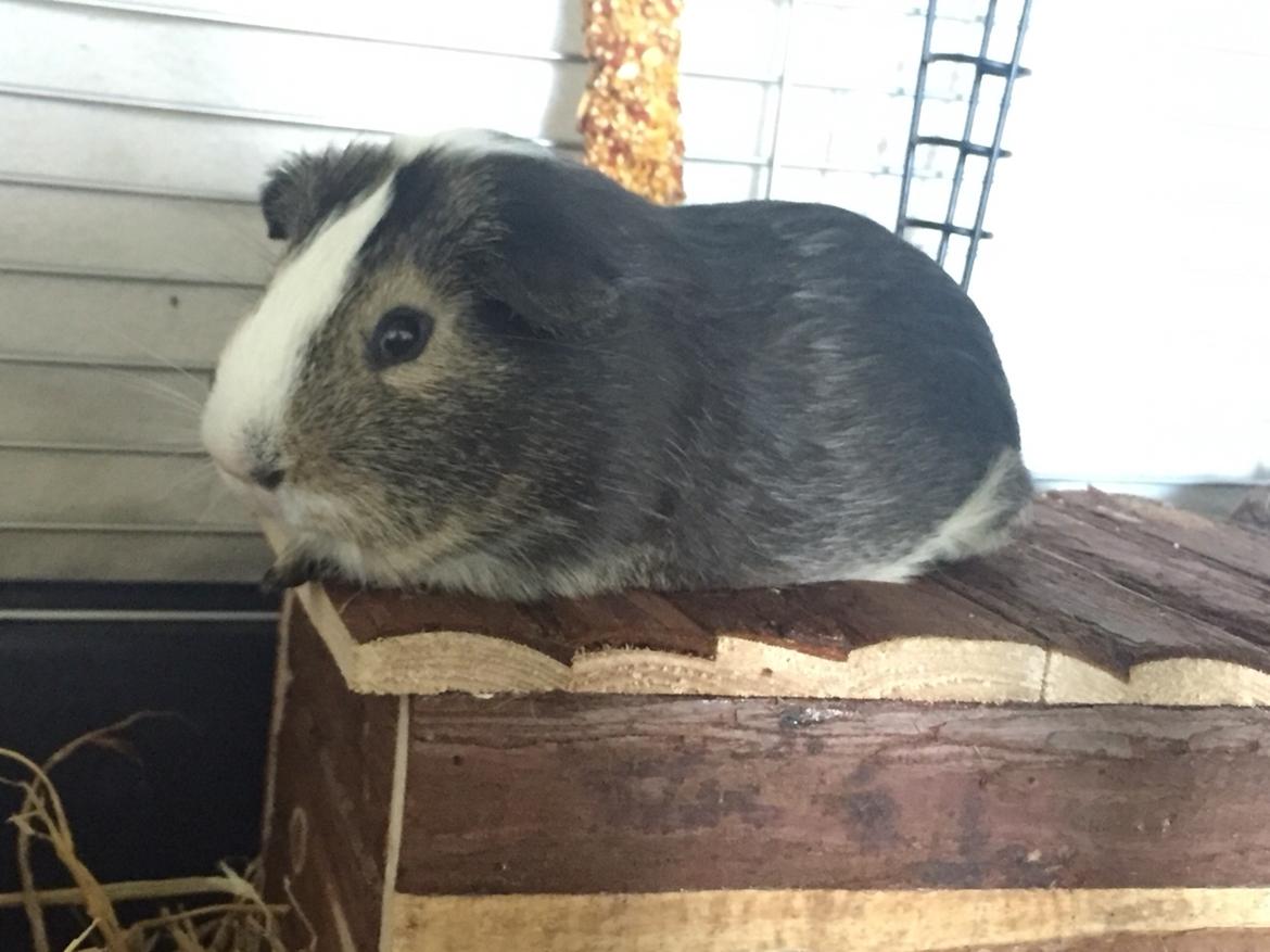 Marsvin Huggo billede 23