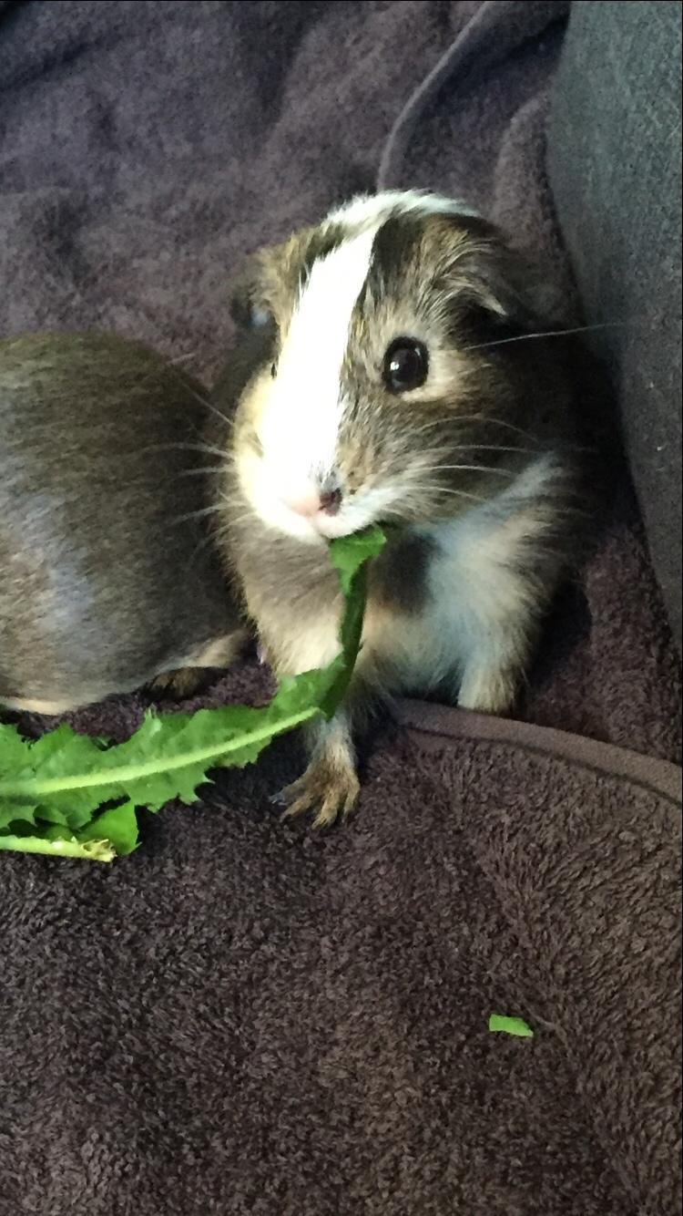 Marsvin Huggo billede 24