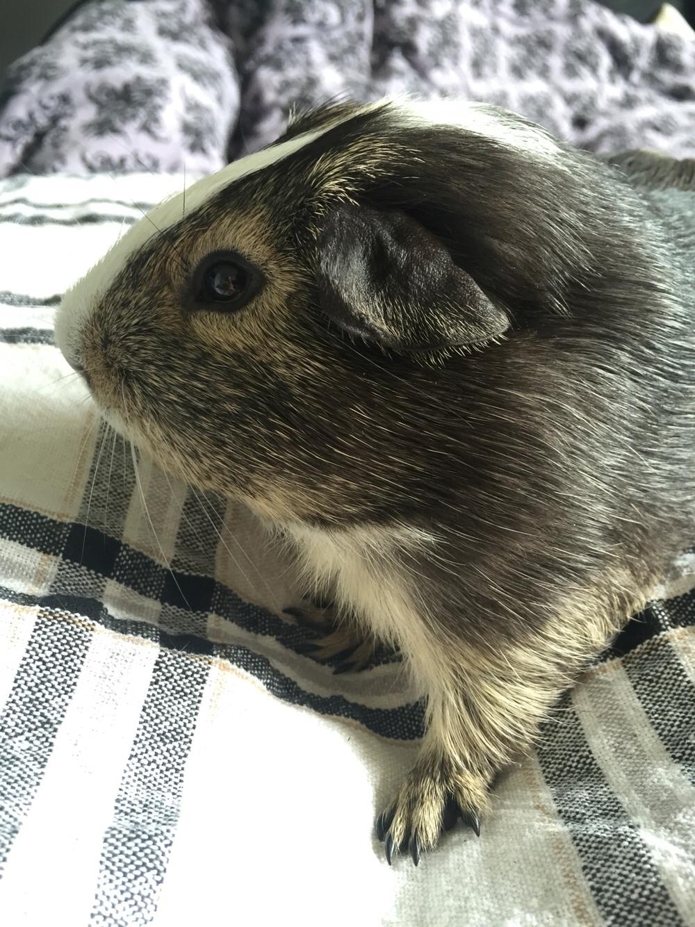 Marsvin Huggo billede 22