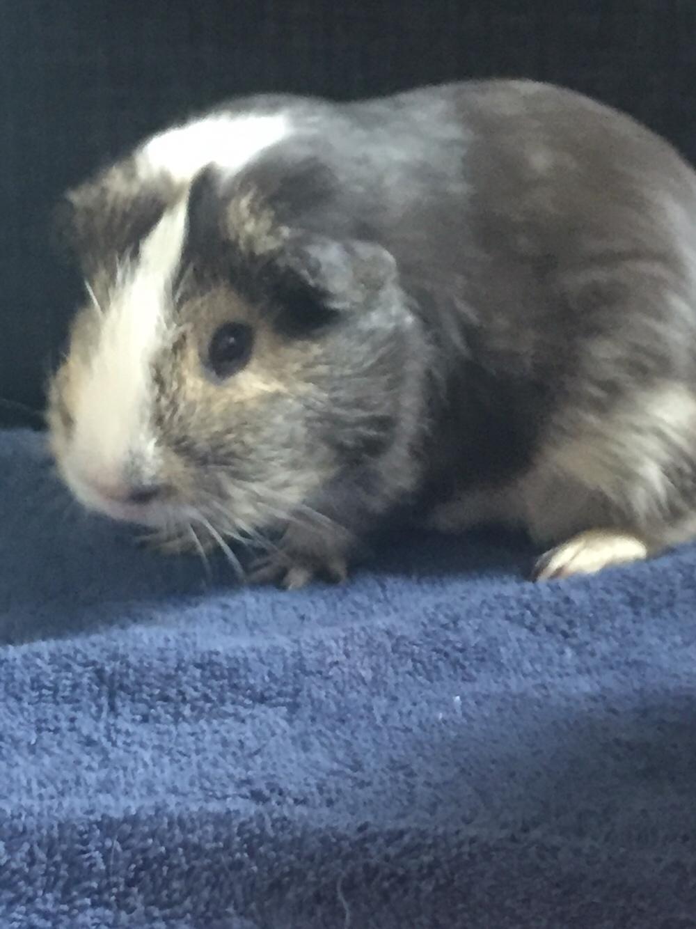 Marsvin Huggo billede 26