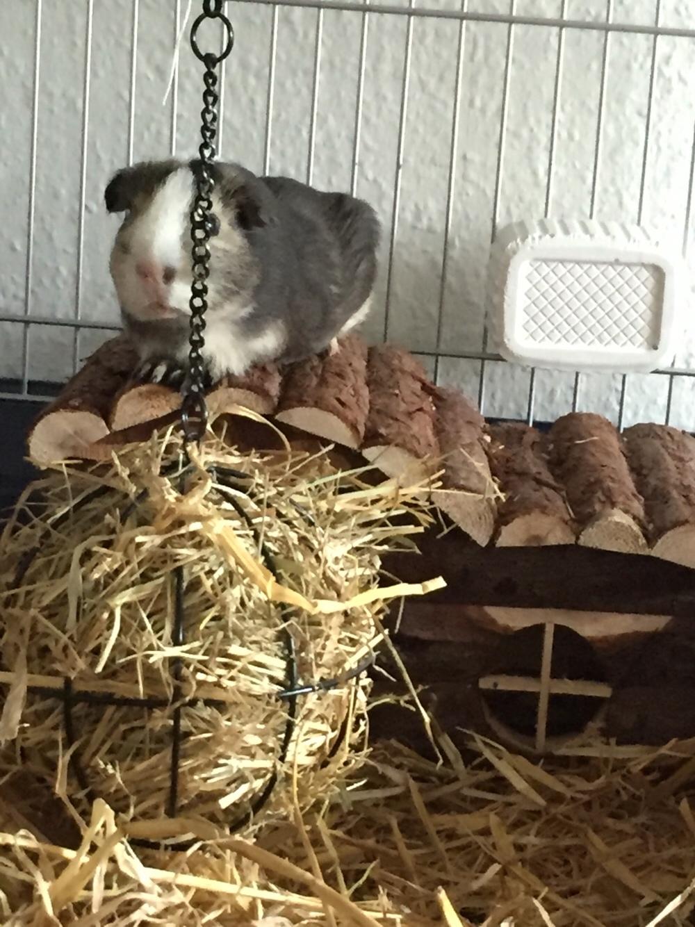 Marsvin Huggo billede 27