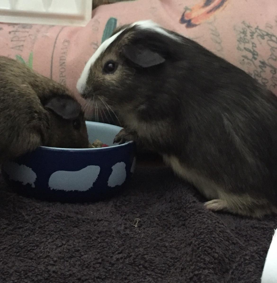 Marsvin Huggo billede 28