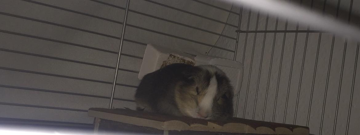 Marsvin Huggo billede 29