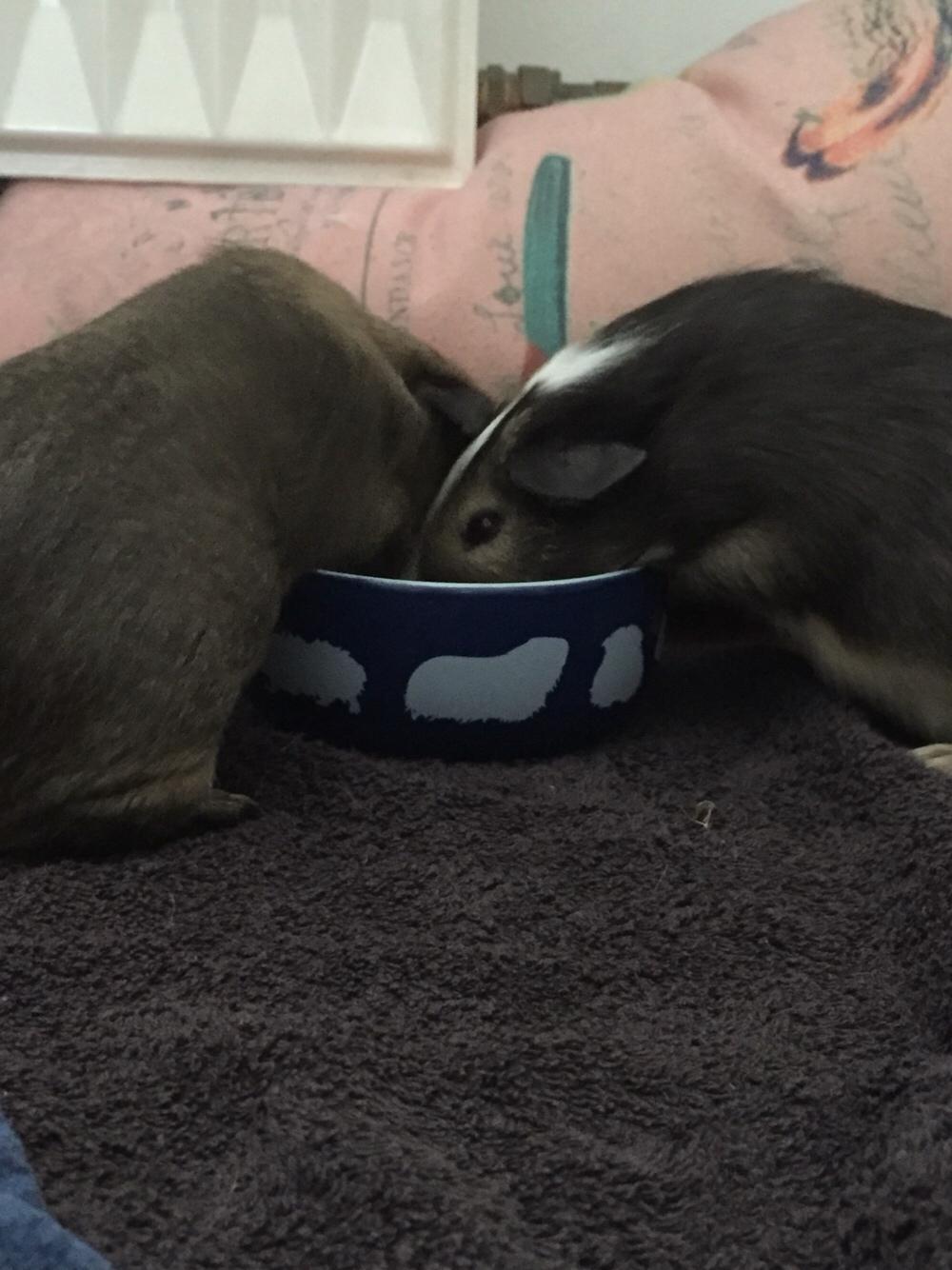 Marsvin Huggo billede 30