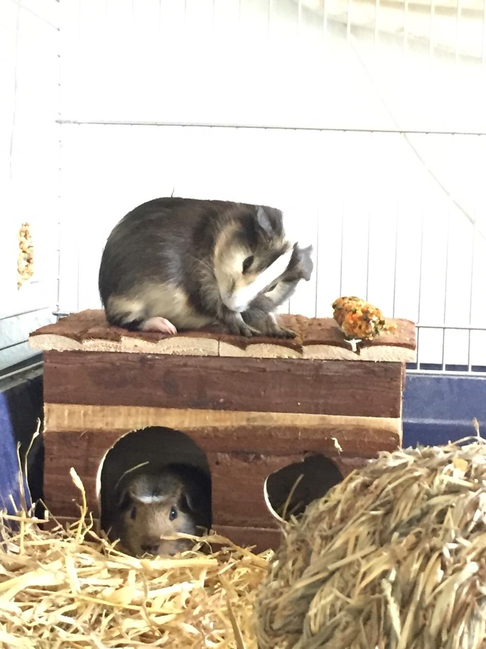 Marsvin Huggo billede 31