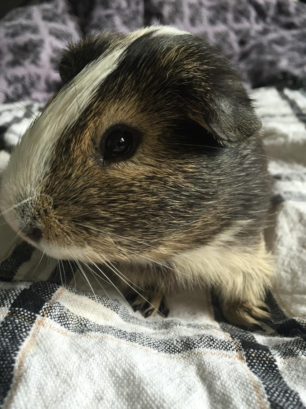 Marsvin Huggo billede 25