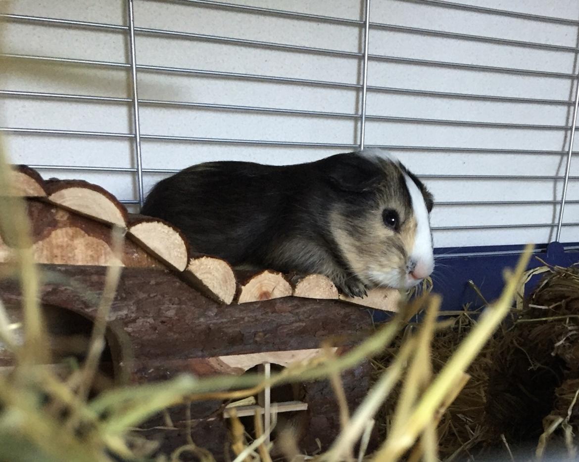 Marsvin Huggo billede 33