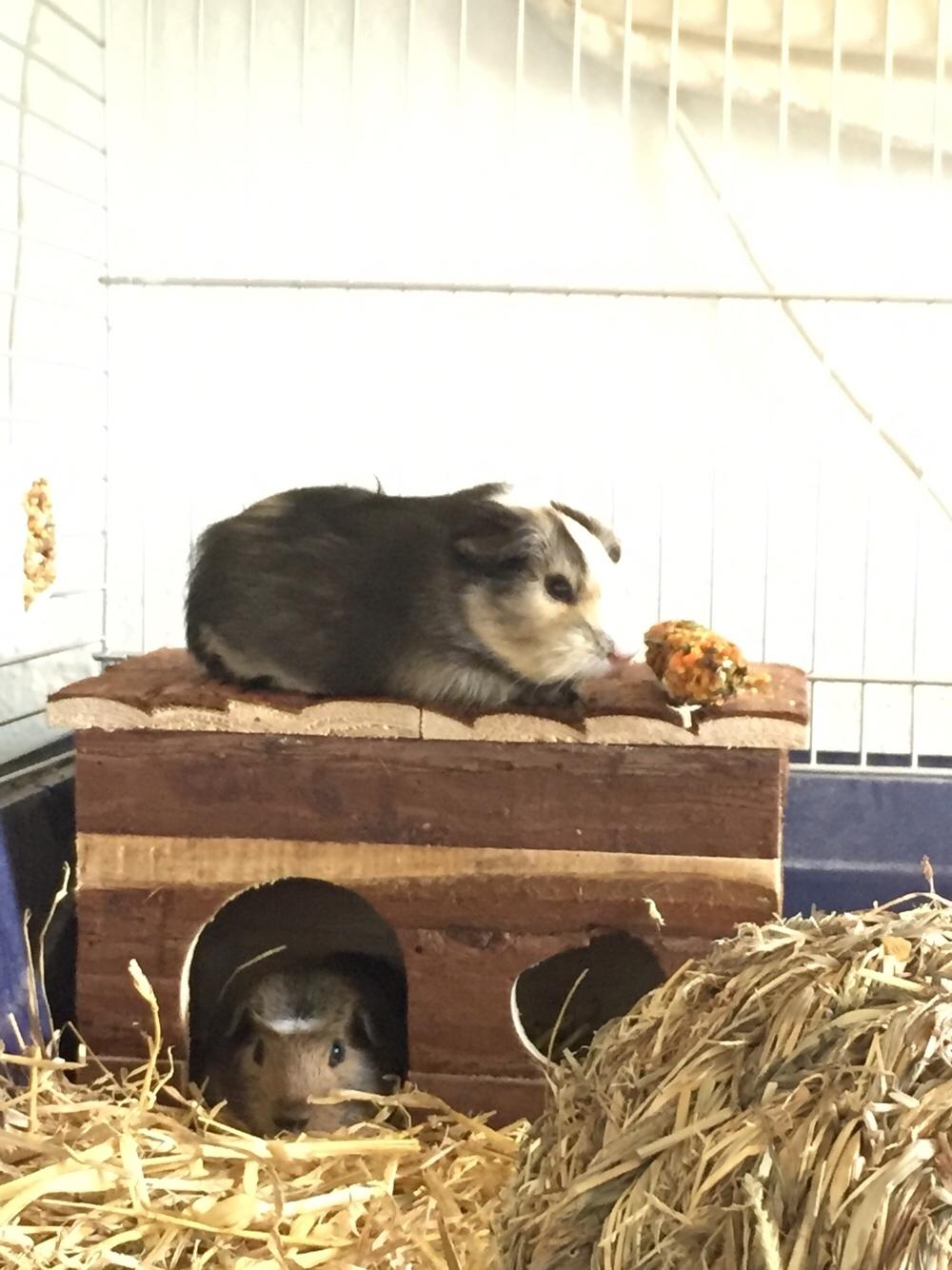 Marsvin Huggo billede 32