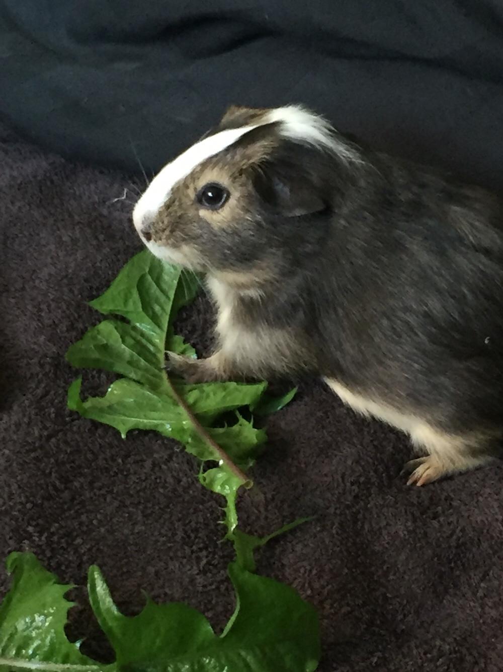 Marsvin Huggo billede 34