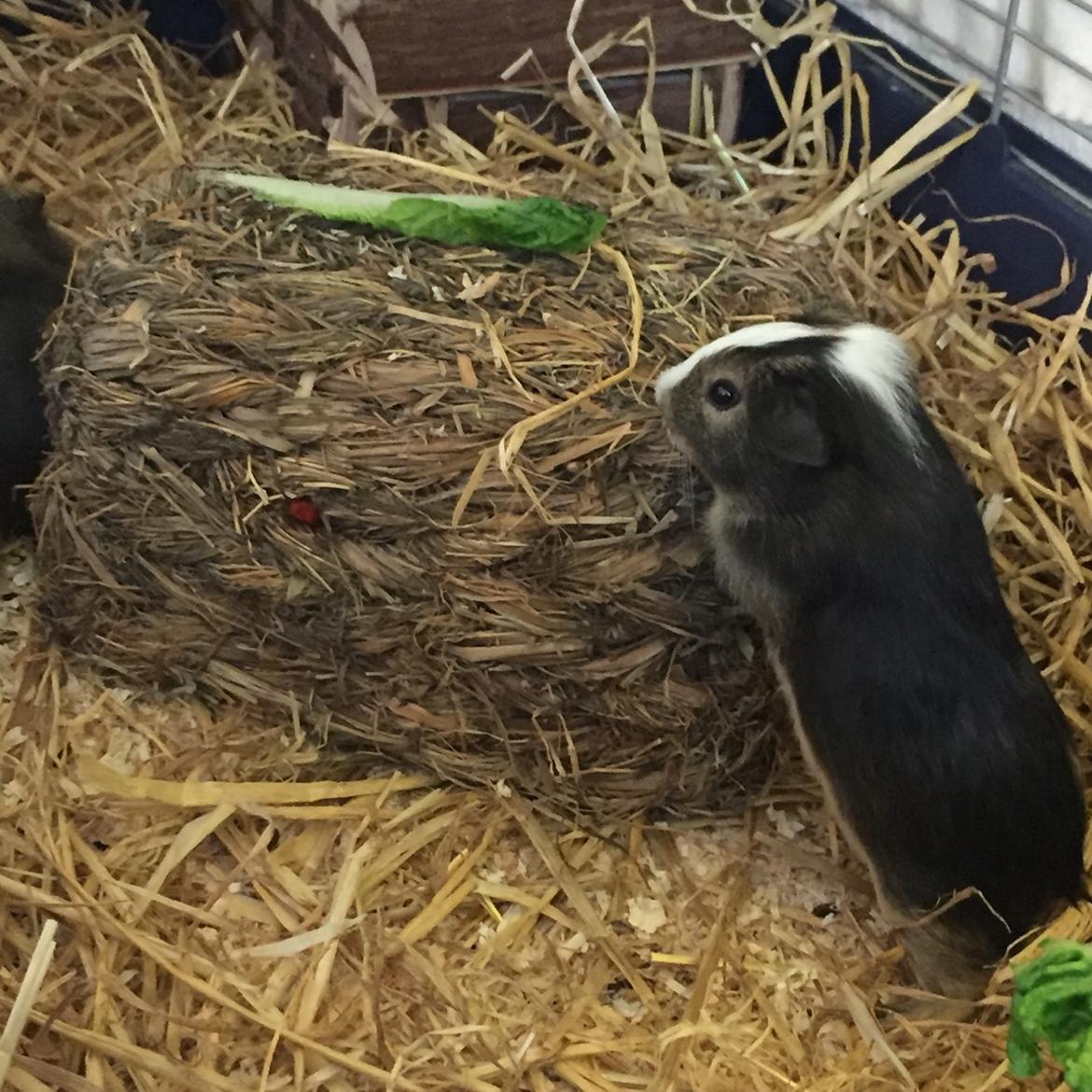 Marsvin Huggo billede 36