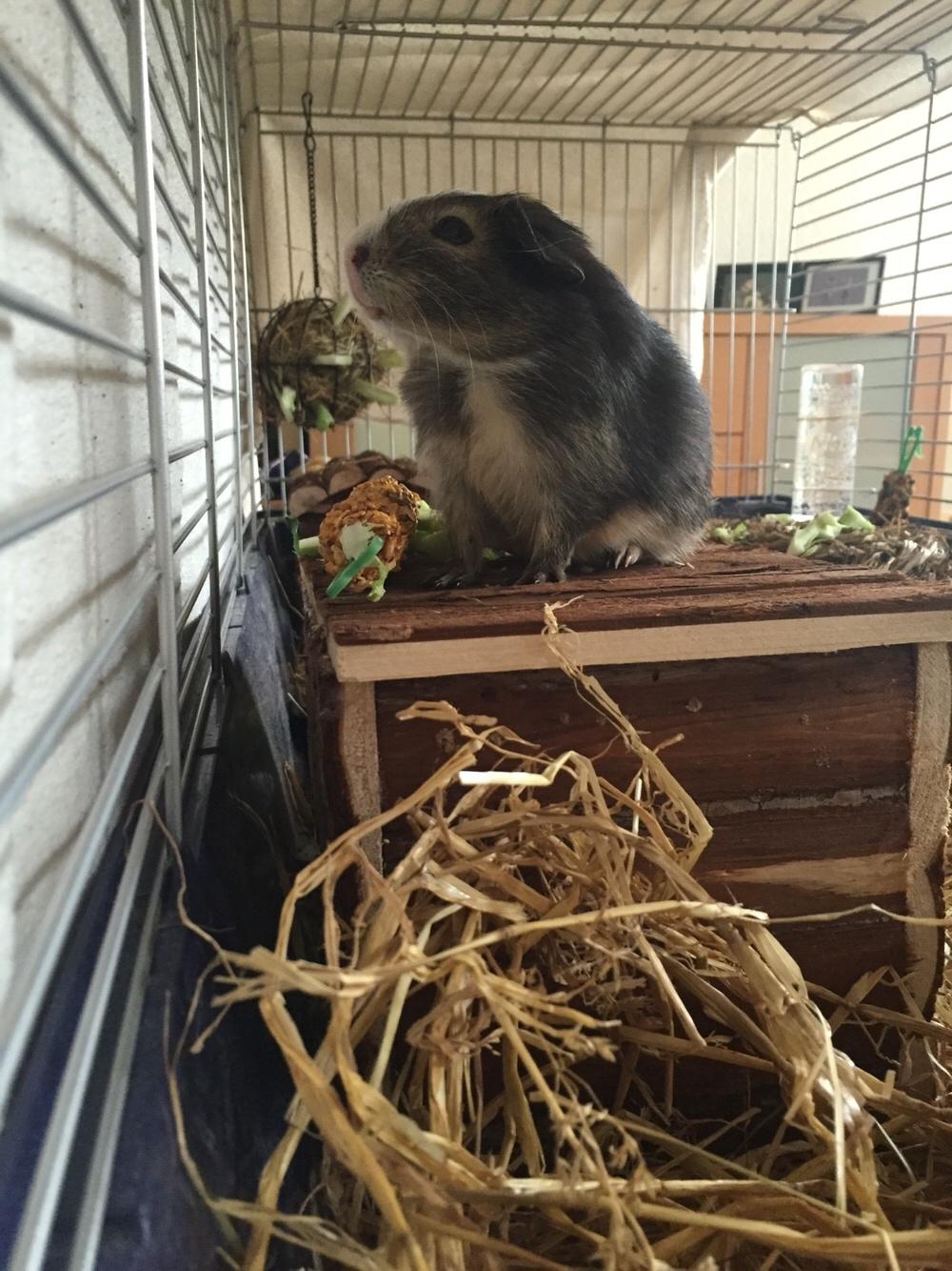 Marsvin Huggo billede 35