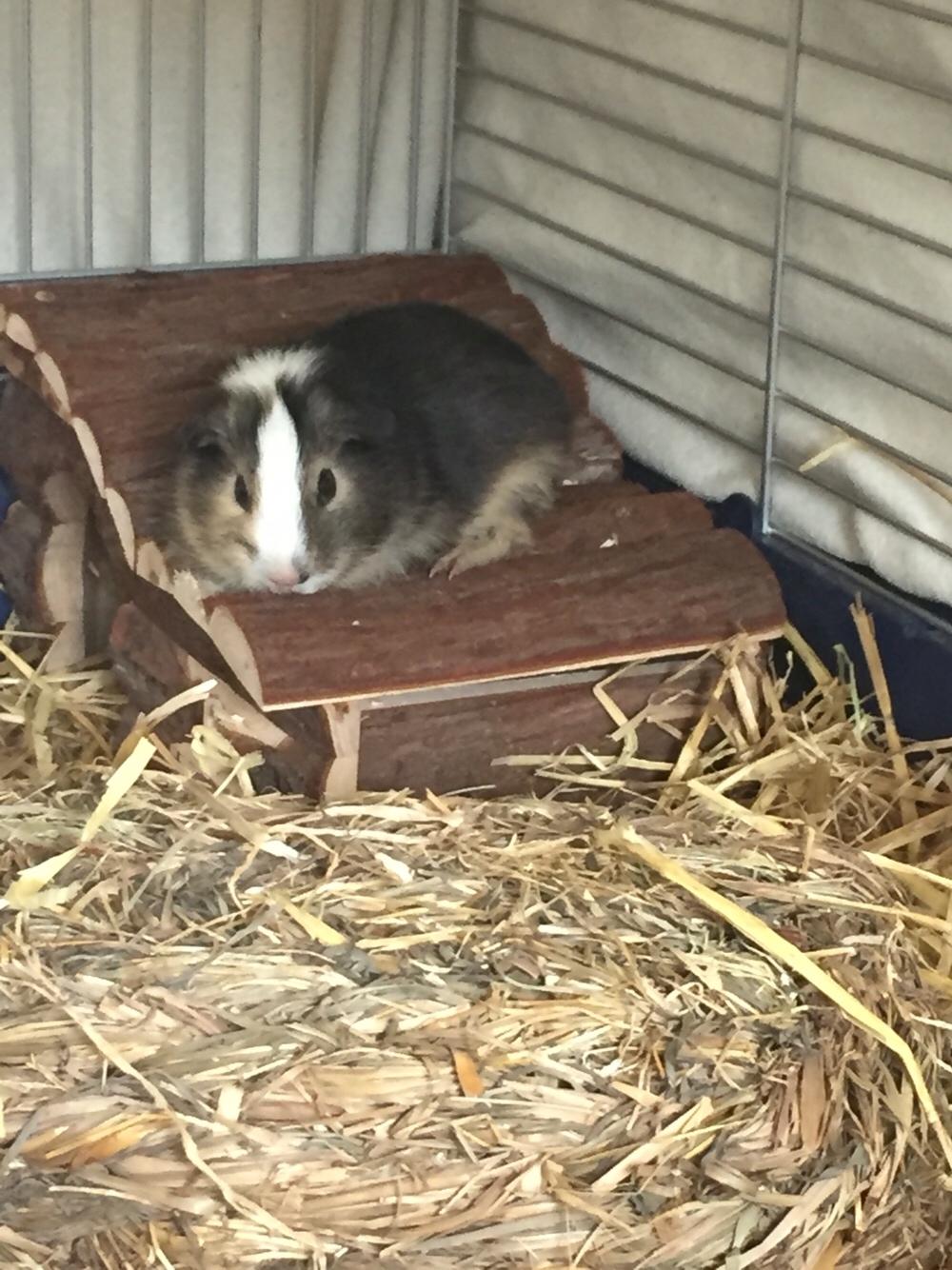 Marsvin Huggo billede 37