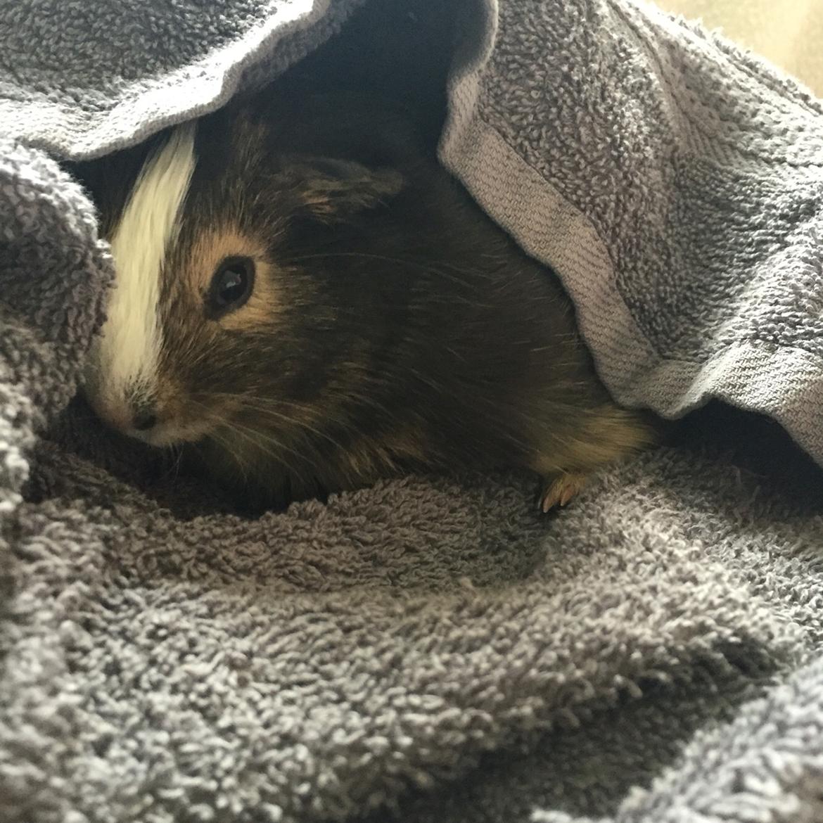 Marsvin Huggo billede 38