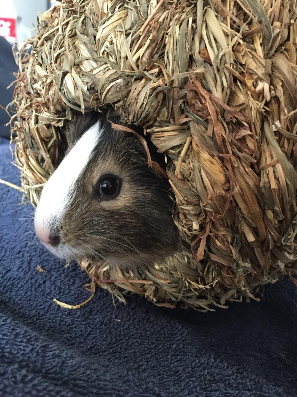 Marsvin Huggo billede 39