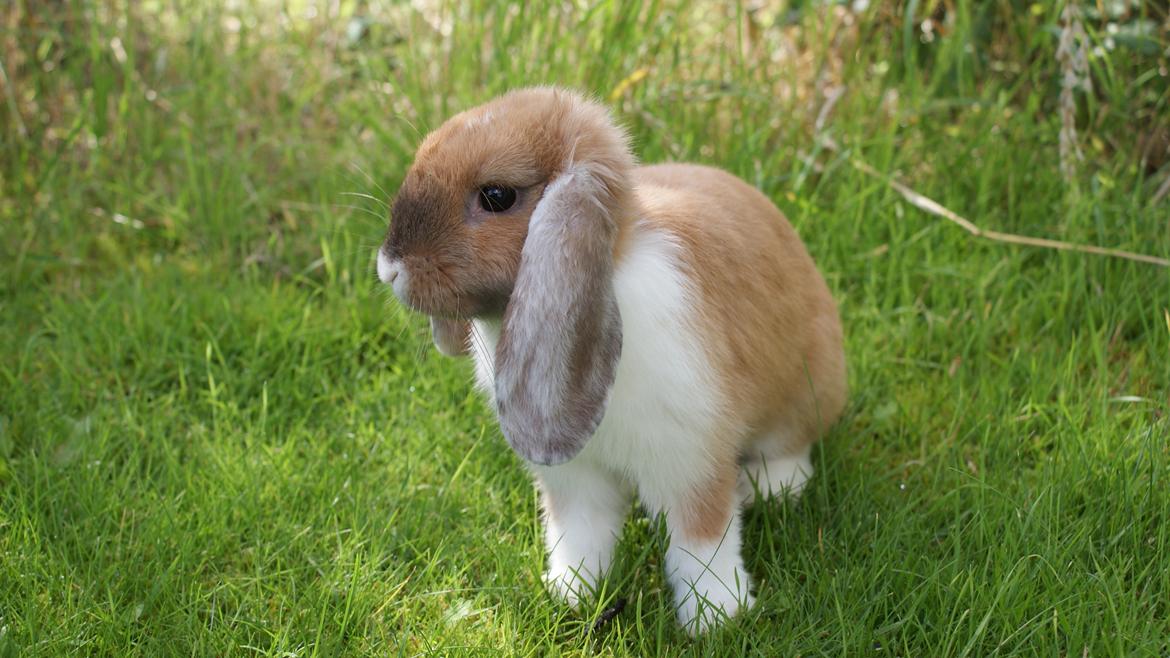 Kanin Olau billede 5