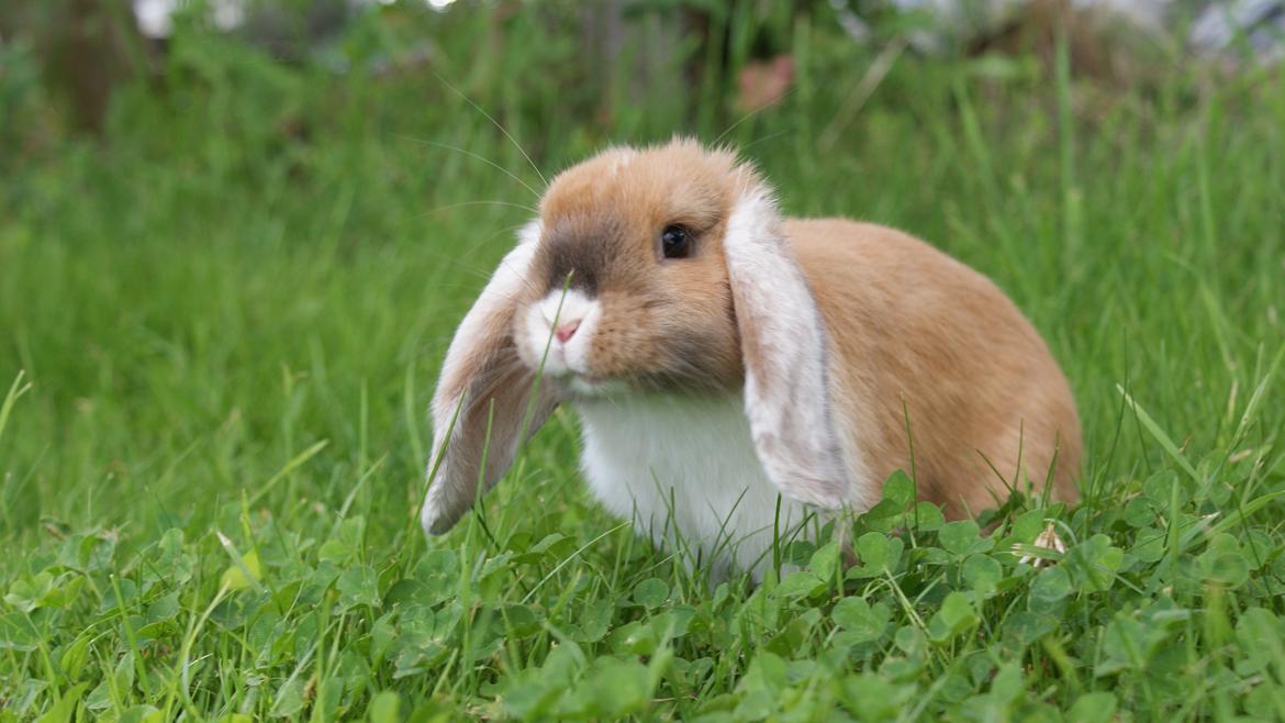 Kanin Olau billede 12