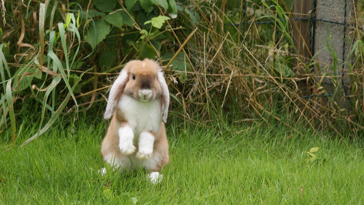Kanin Olau billede 18