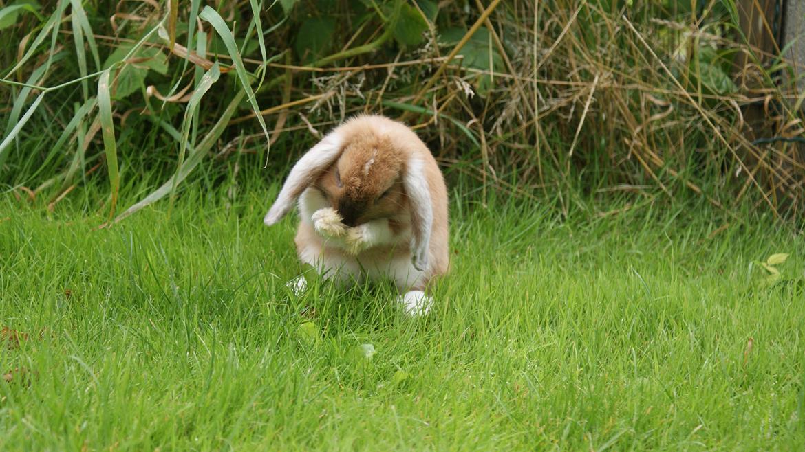 Kanin Olau billede 19
