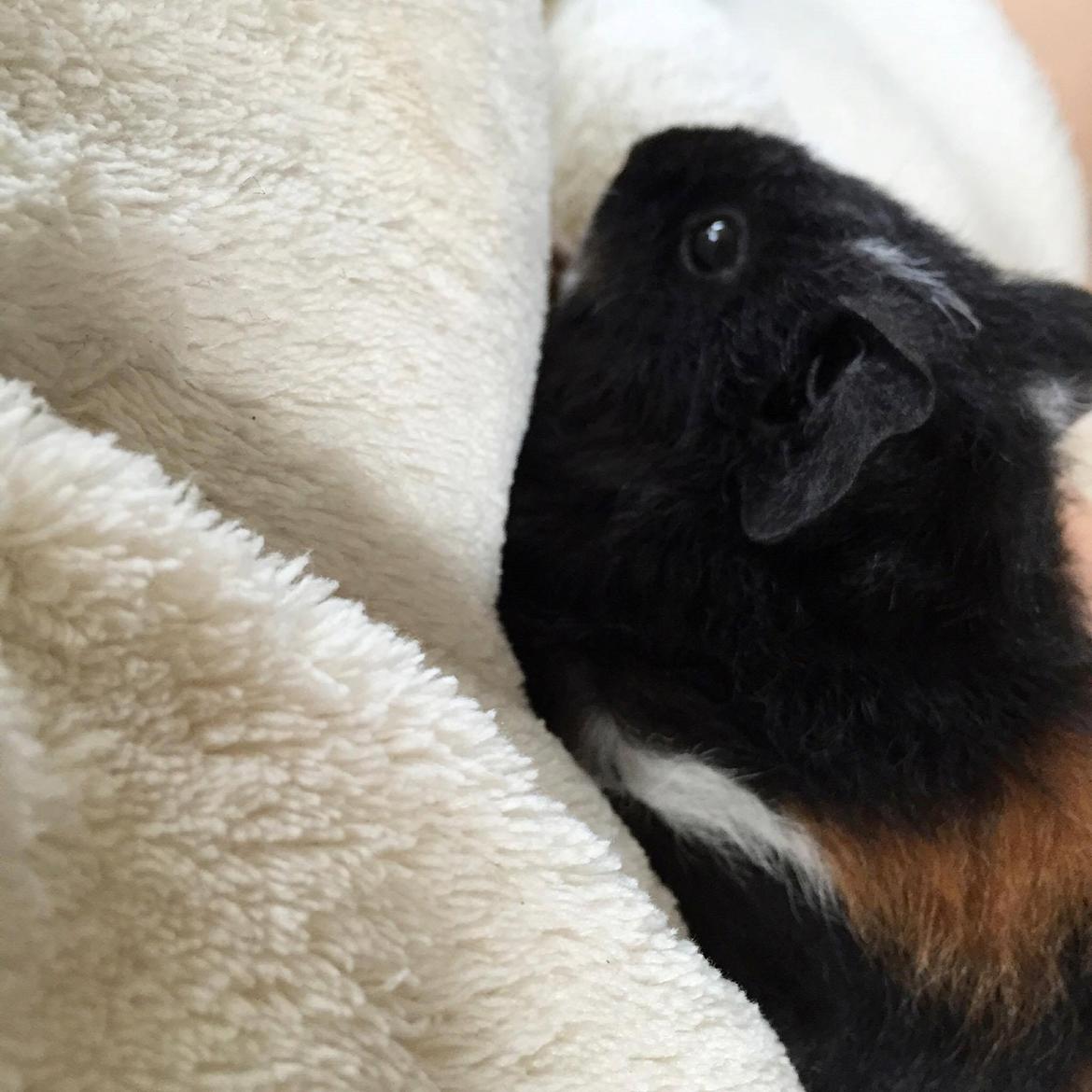 Marsvin Cleo Arthur Ferdinand - Første gang oppe <3 billede 9