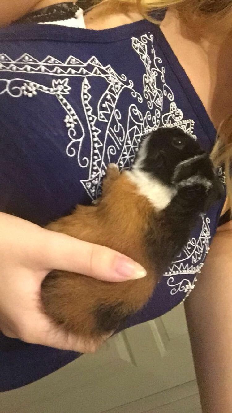 Marsvin Cleo Arthur Ferdinand billede 11