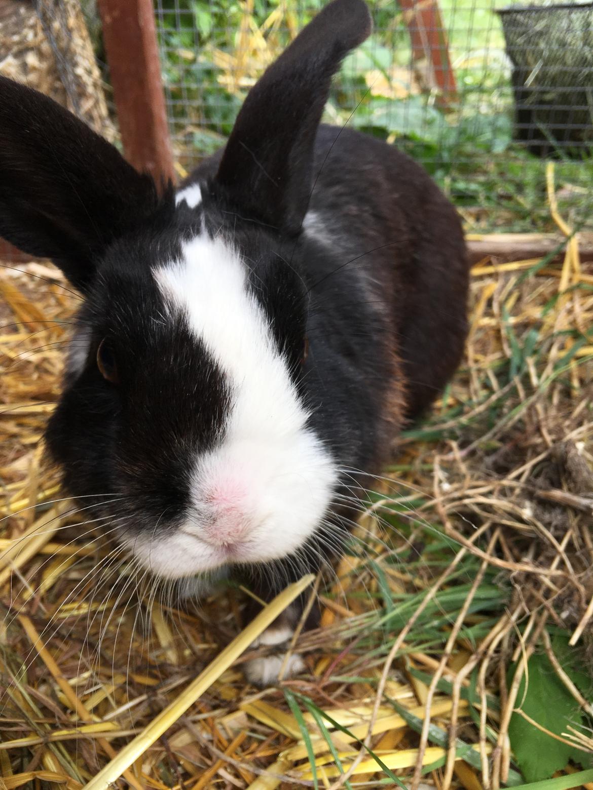 Kanin Snuske billede 1