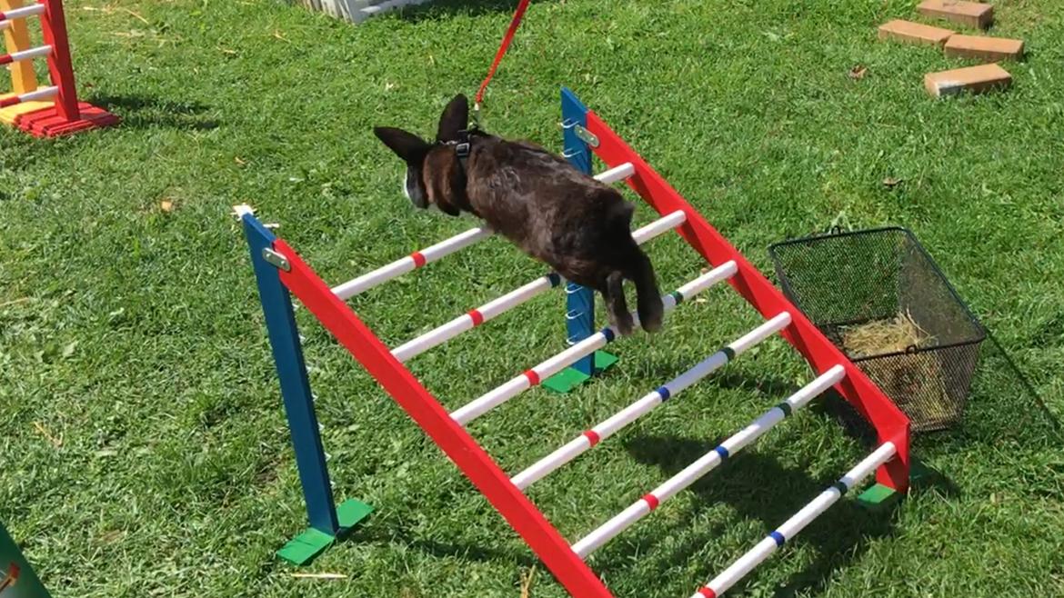 Kanin Snuske billede 2