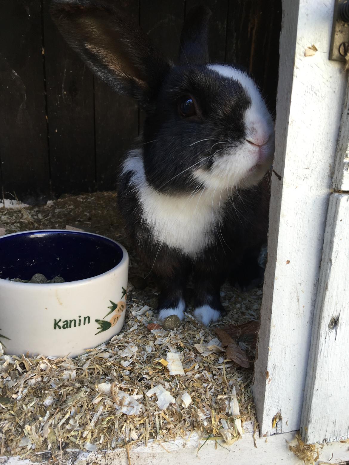 Kanin Snuske billede 4