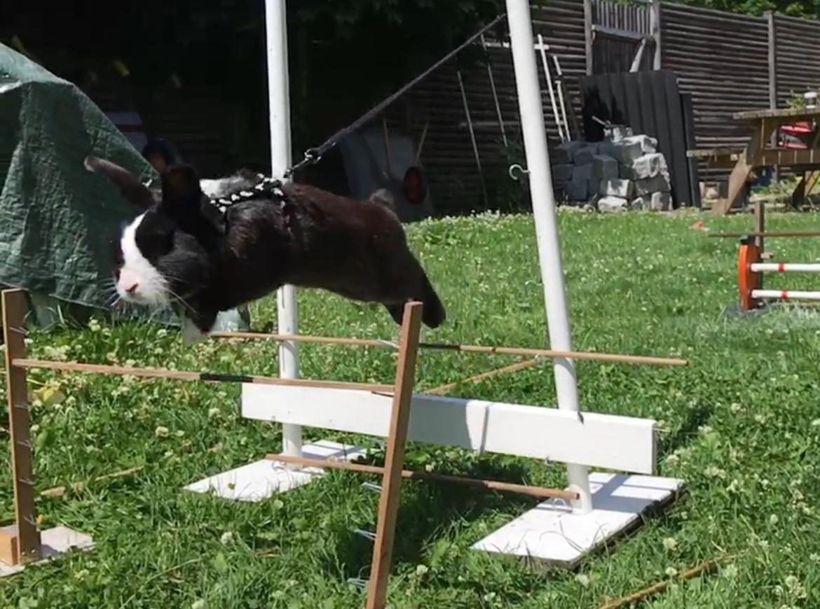 Kanin Snuske billede 5