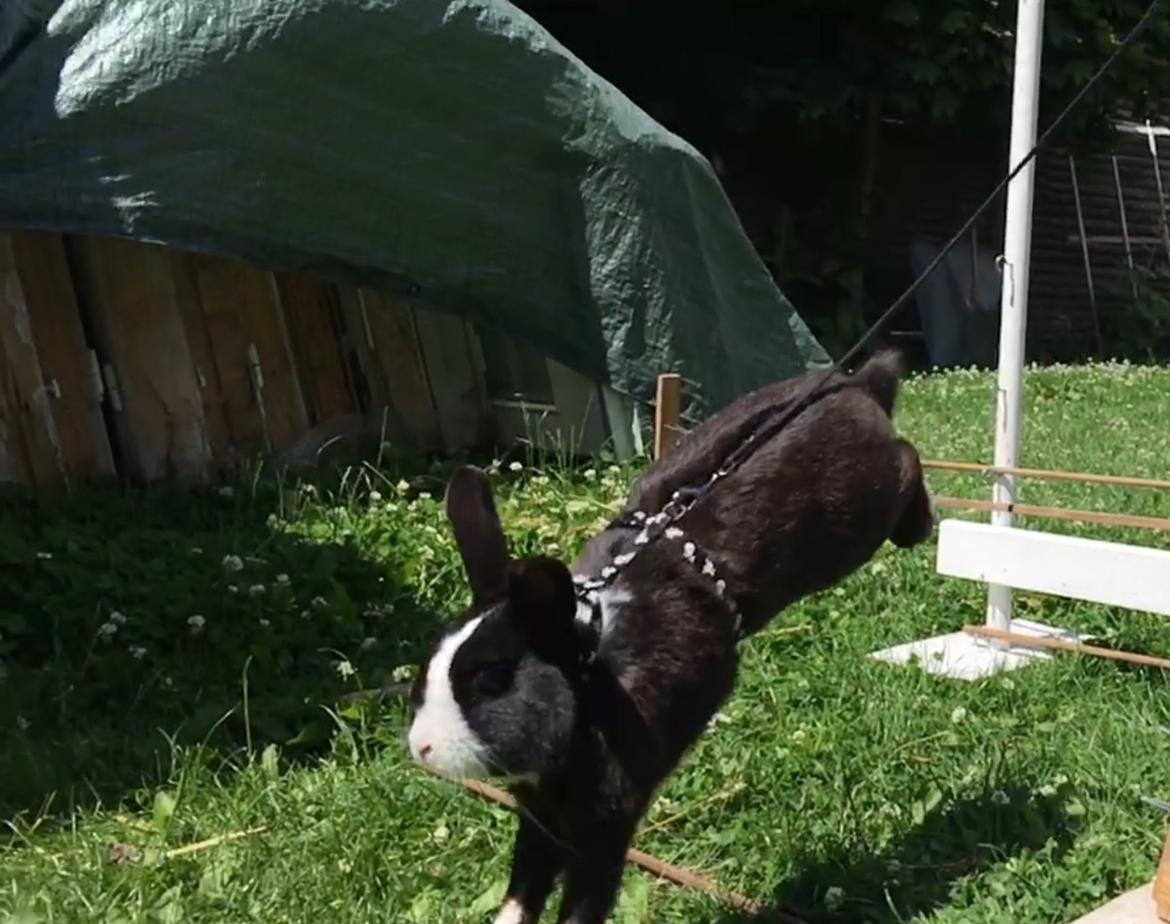 Kanin Snuske billede 7